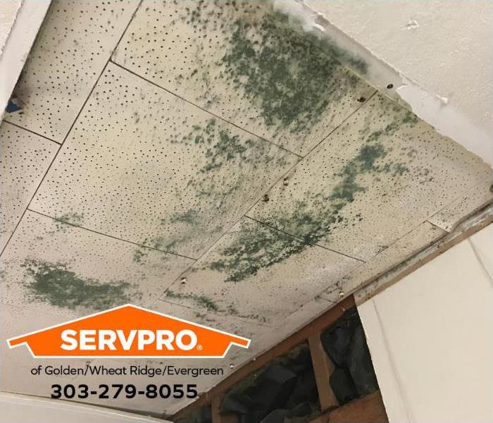 Mold grows on ceiling tiles in a commercial property.